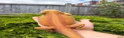 Bearded Dragon reptiles for sale: Hypo, Trans Blue bar leatherback and standard back in Southsea - Advert 16