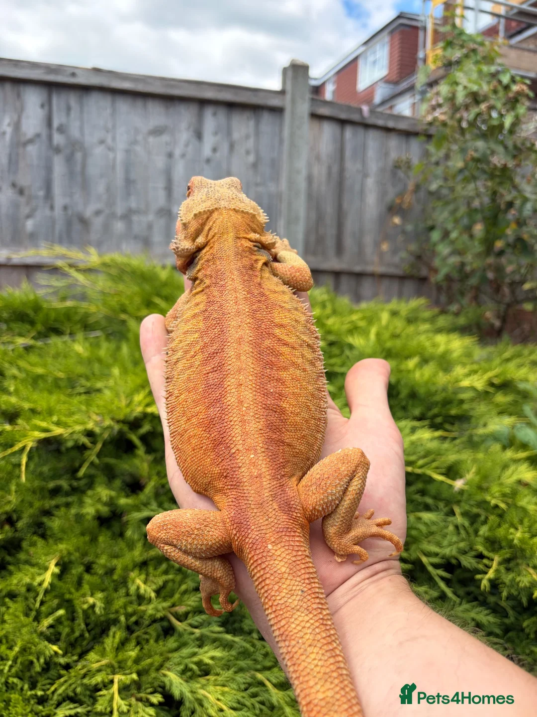 Bearded Dragon reptiles for sale: Hypo, Trans Blue bar leatherback and standard back in Southsea - Advert 16