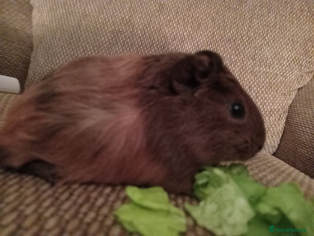 Guinea Pig rodents for sale: 4 girls ready 27th jan - Advert 12
