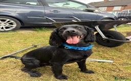 Cocker Spaniel dogs for stud: Kc reg Stitch for stud - Image 6
