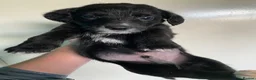 Mixed Breed dogs for sale: Whippet cross toy poodle   - Advert 26