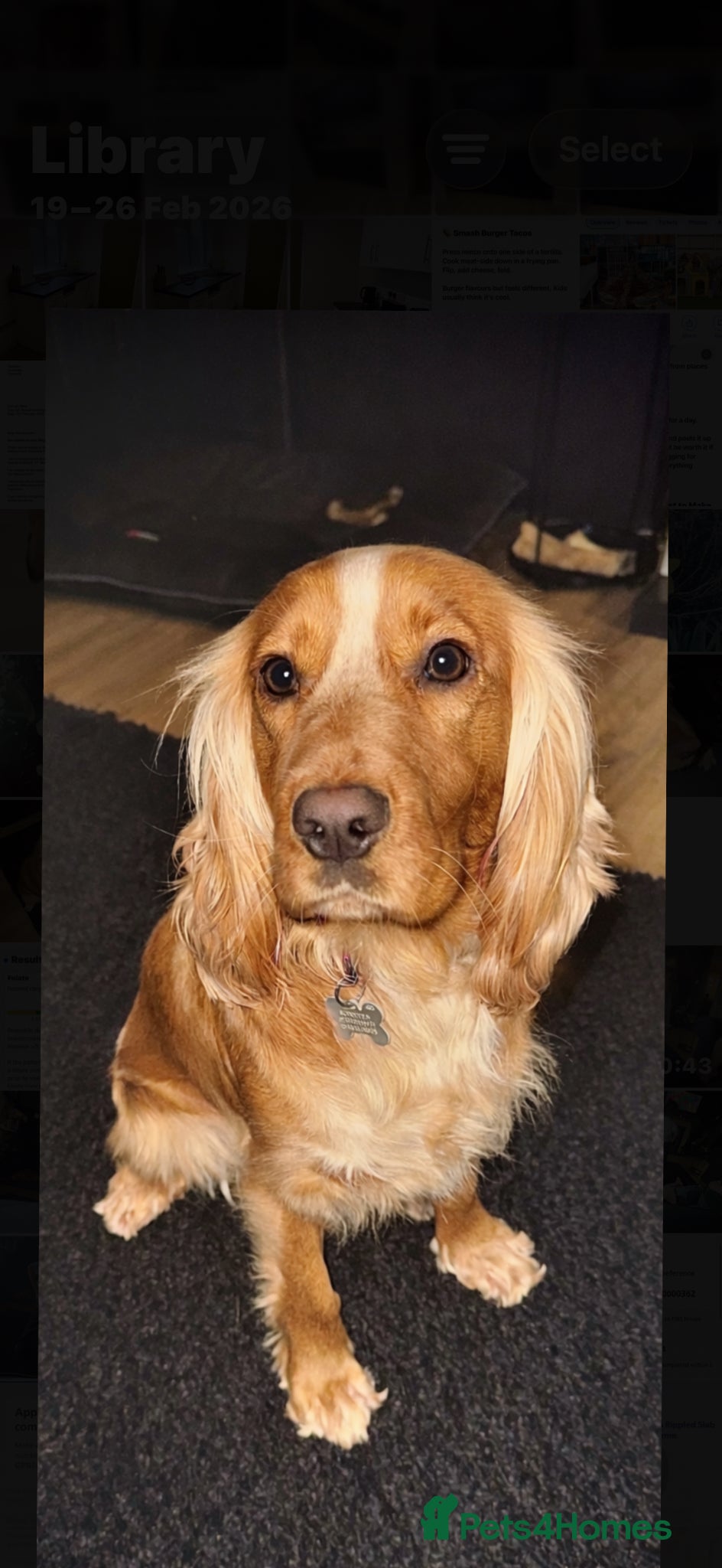 Cocker Spaniel dogs Female cocker spaniel  - Advert 2