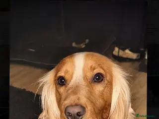 Cocker Spaniel dogs Female cocker spaniel - Advert 2