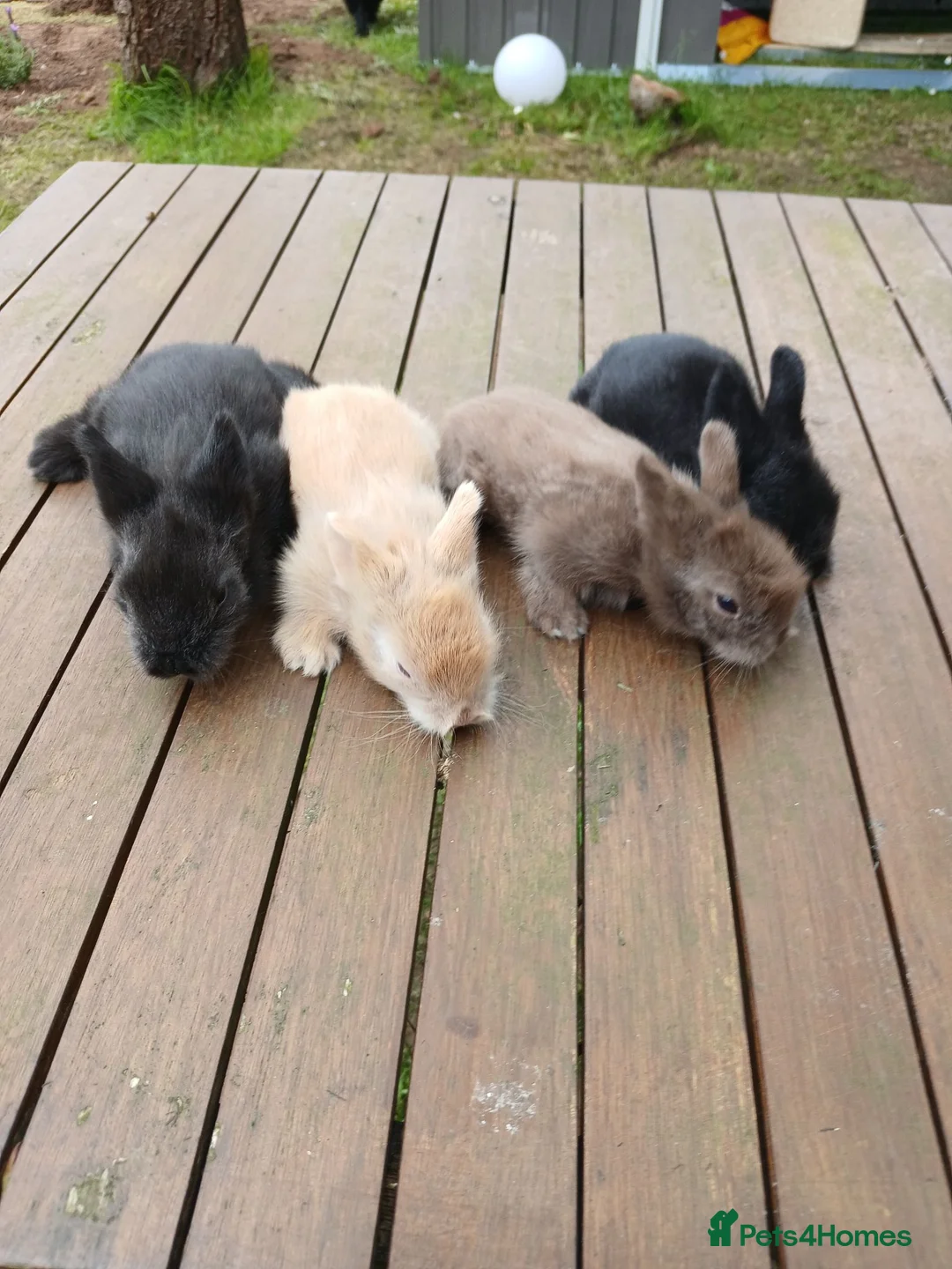 Lionhead rabbits for sale: Beautiful babies  - Advert 1