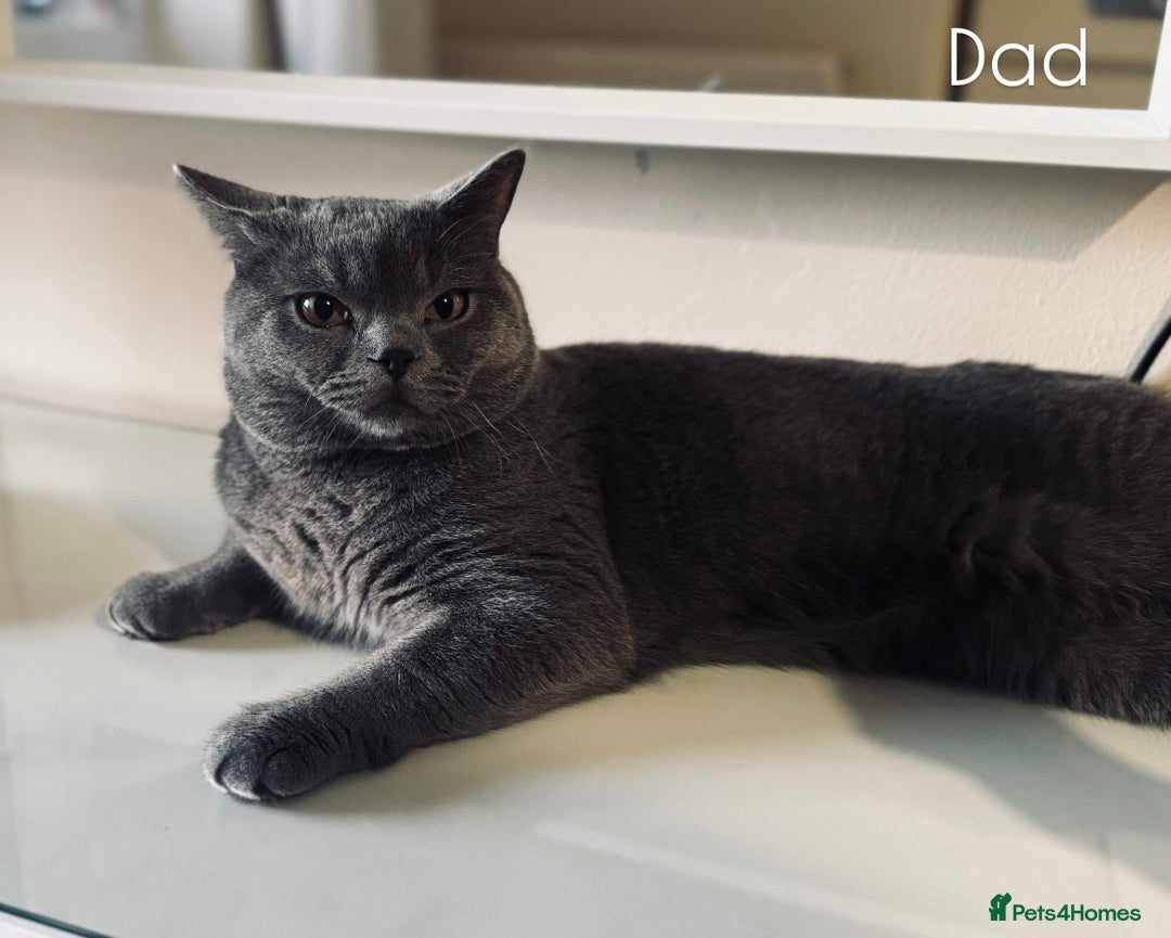 British Shorthair cats for sale: Pure British short hair  - Advert 3