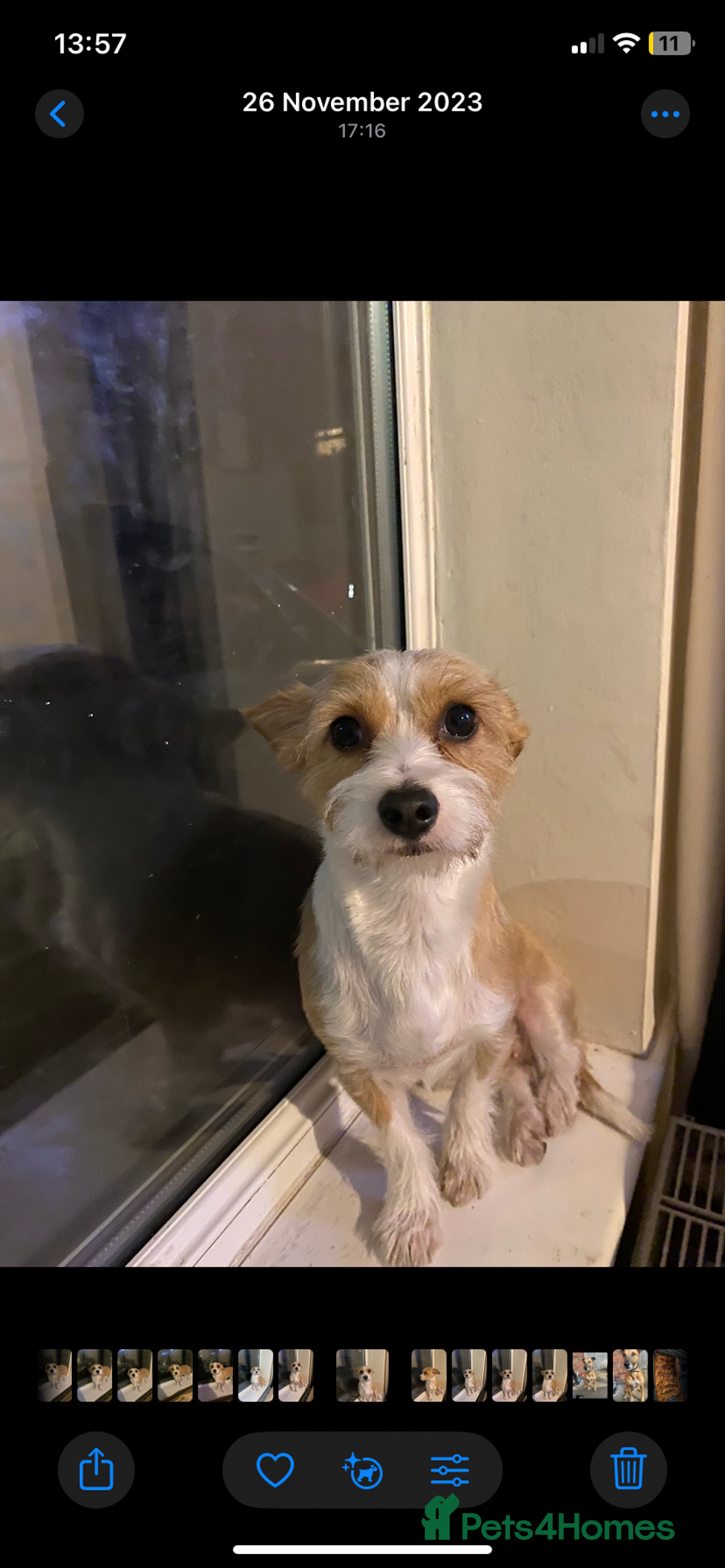 Mixed Breed dogs for sale: Chihuahua princess looking for a home - Advert 1