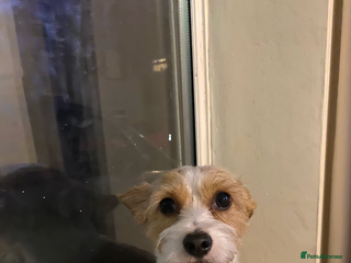 Mixed Breed dogs Chihuahua princess looking for a home - Advert 18