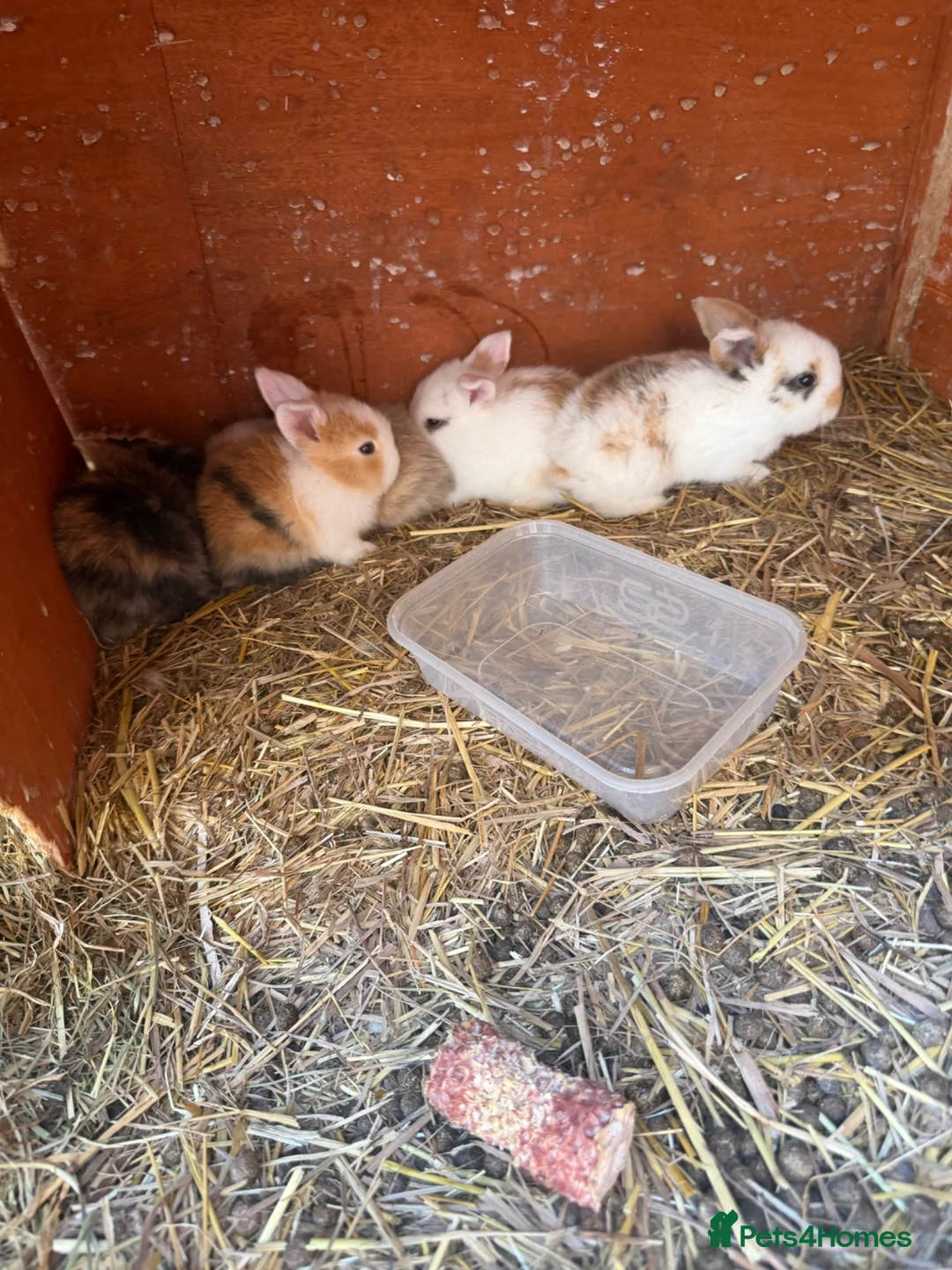Mini Lop rabbits for sale: Baby mini lops  - Advert 3