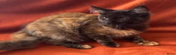 Maine Coon cats for sale: ONLY 2 LEFT GCCF PEDIGREE MAINECOON KITTENS - Advert 21