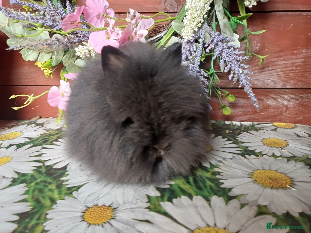 Lionhead rabbits for sale: Lionhead bucks - Advert 2