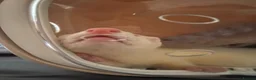 Ferret rodents for sale: baby albino ferret - Advert 4