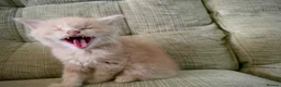 Mixed Breed cats for sale: 🐱 Beautiful Kittens Looking for Loving Homes  - Advert 4