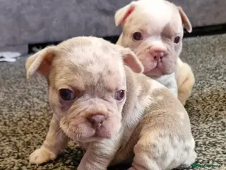 French Bulldog dogs Stunning dwkc merle french bulldogs - Advert 1