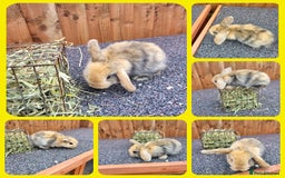 Mini Lop rabbits for sale: Mini lops - Image 5
