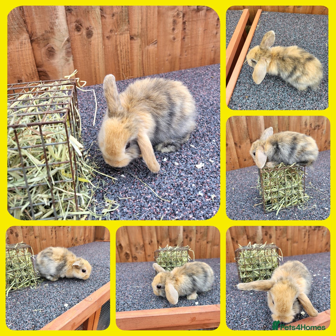 Mini Lop rabbits for sale: Mini lops - Image 5