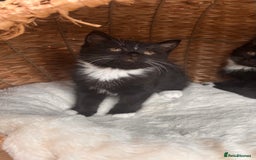 British Shorthair cats for sale: Two female kittens available half British blue - Advert 3