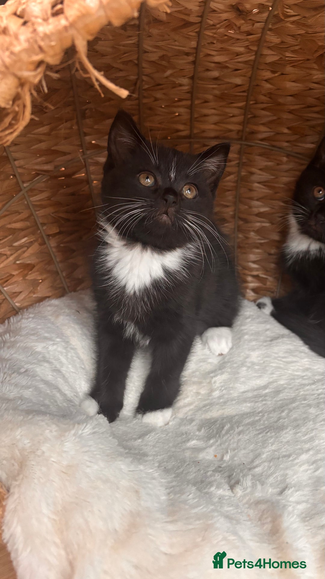 British Shorthair cats for sale: Two female kittens available half British blue - Advert 3