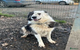 Mixed Breed dogs for adoption: BARNEY - Needs an Experienced Home - Image 9