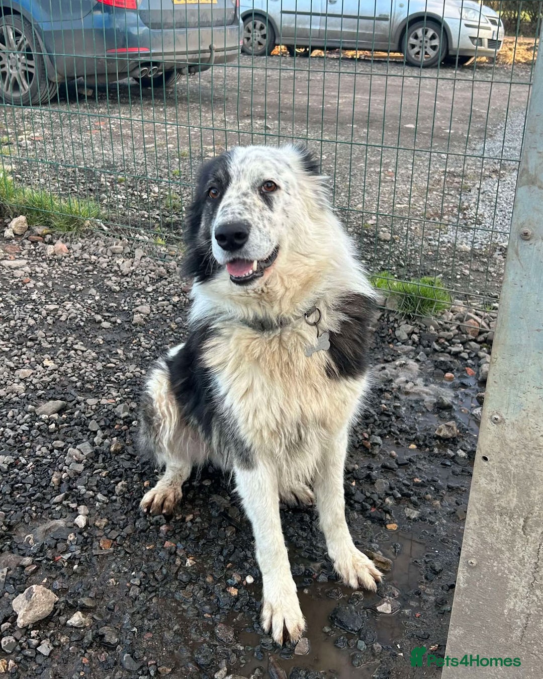 Mixed Breed dogs for adoption: BARNEY - Needs an Experienced Home - Image 9