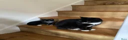 Mixed Breed cats for sale: Gorgeous kittens - Advert 9