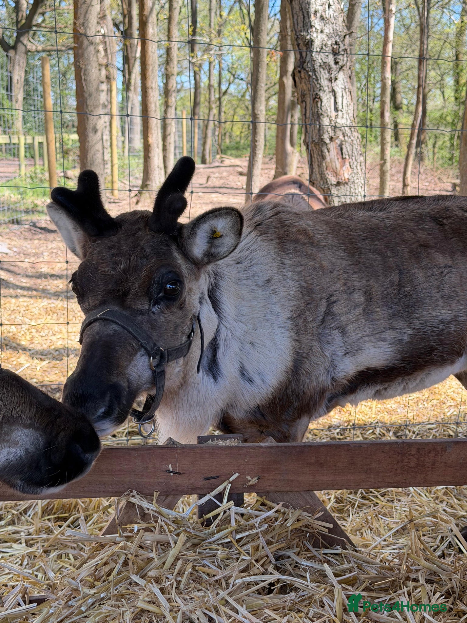 Mixed Breed livestock 3 female reindeer 5* home only  - Advert 2