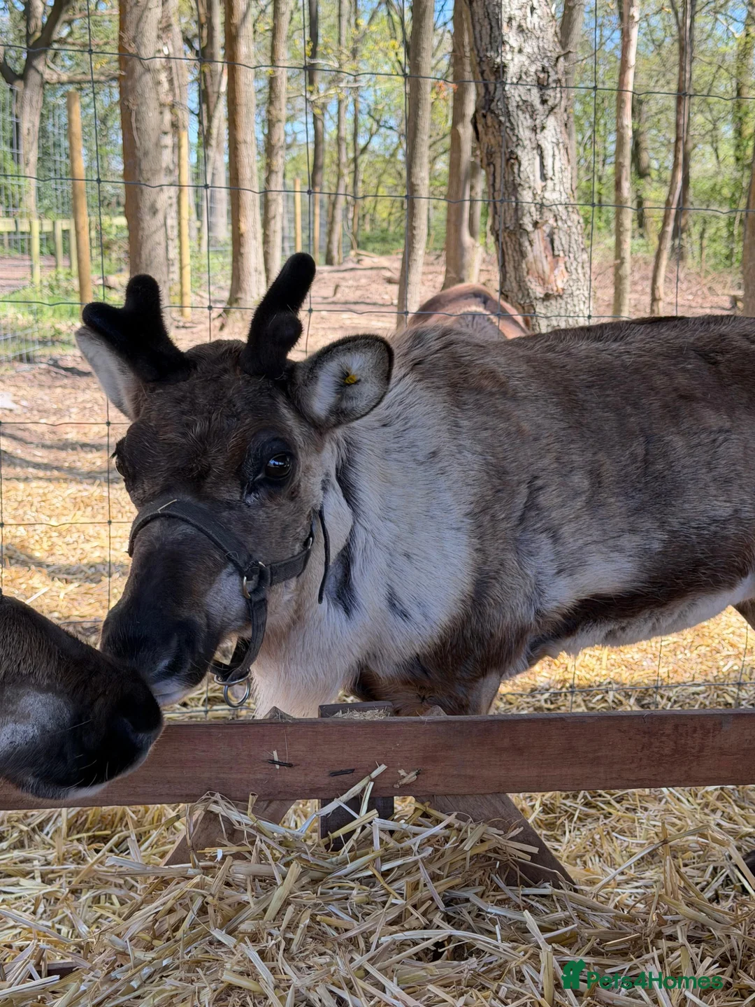 Mixed Breed livestock for sale: 3 female reindeer 5* home only  - Advert 1