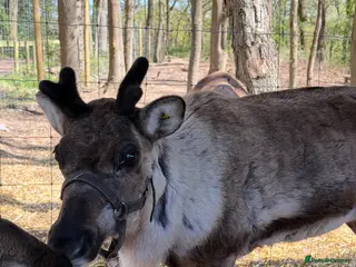 Mixed Breed livestock 3 female reindeer 5* home only - Advert 1