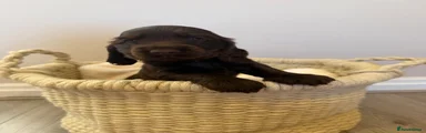 Cocker Spaniel 3