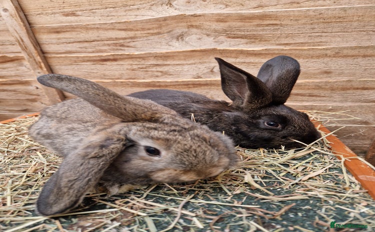 Mixed Breed rabbits - Advert 4