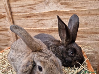 Mixed Breed rabbits - Advert 12