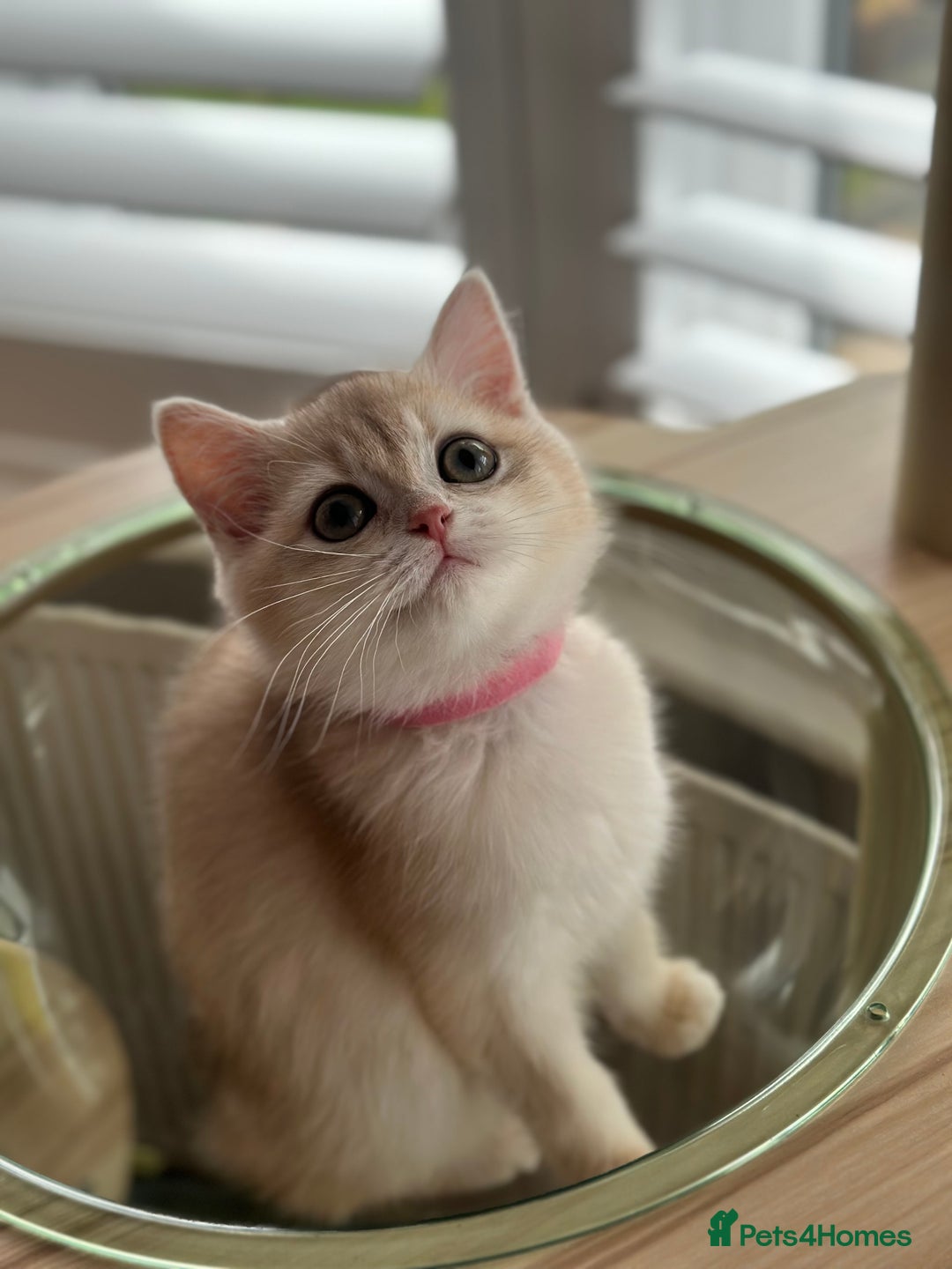 British Shorthair cats for sale: ‼️READY NOW‼️ 2 kittens left  - Advert 3