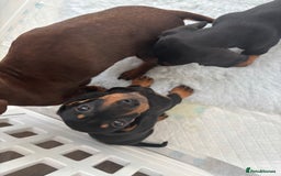 Miniature Dachshund dogs for sale: 3 male miniature dachshunds Black and Tan  - Image 4