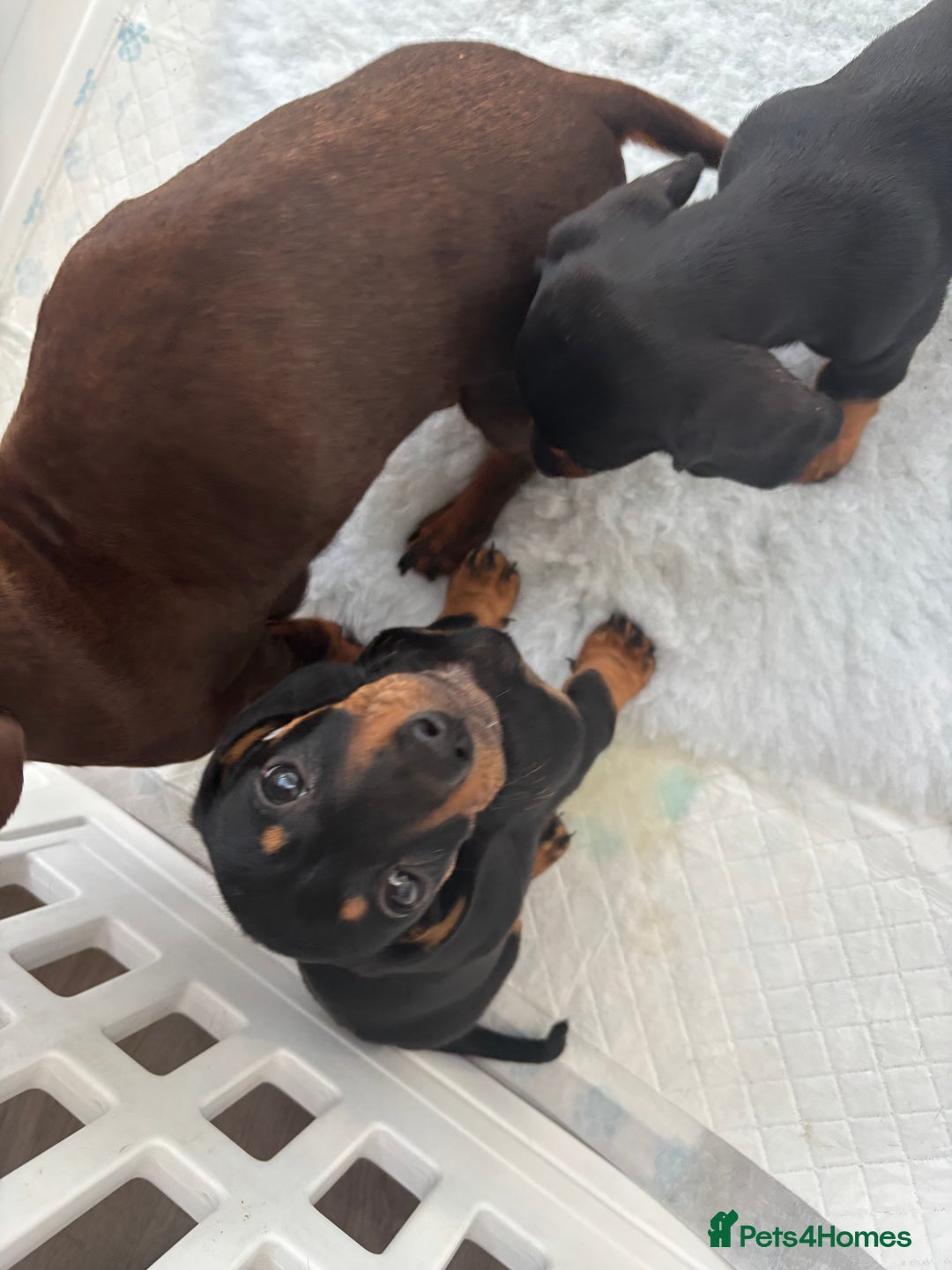 Miniature Dachshund dogs for sale: 3 male miniature dachshunds Black and Tan  - Image 4