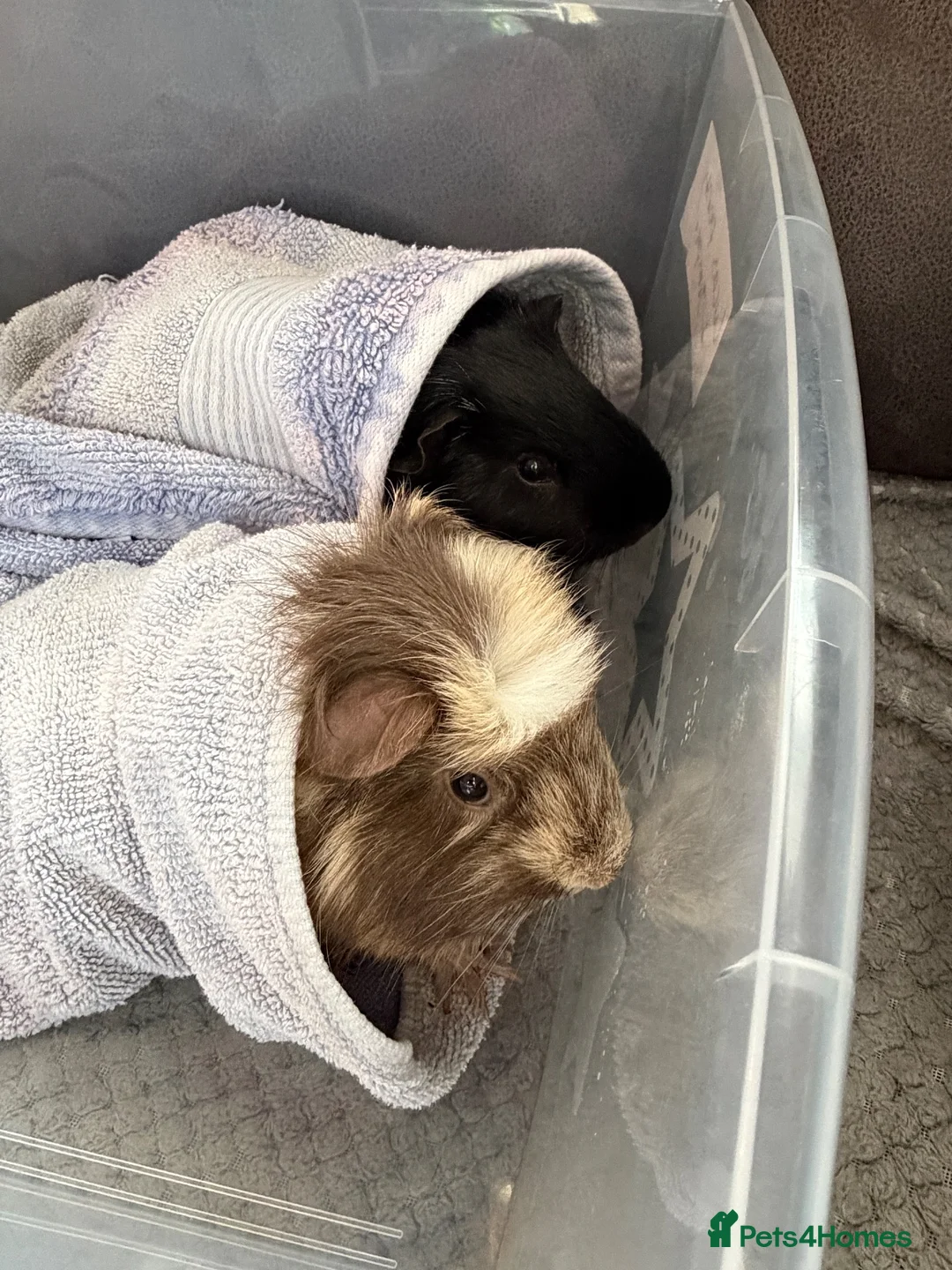 Guinea Pig rodents for sale: 2 bonded guinea pigs in Manchester - Advert 2