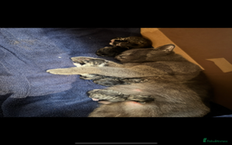 British Shorthair cats for sale: BRITISH BLUE SHORTHAIR X DOMESTIC LONGHAIR  - Image 7