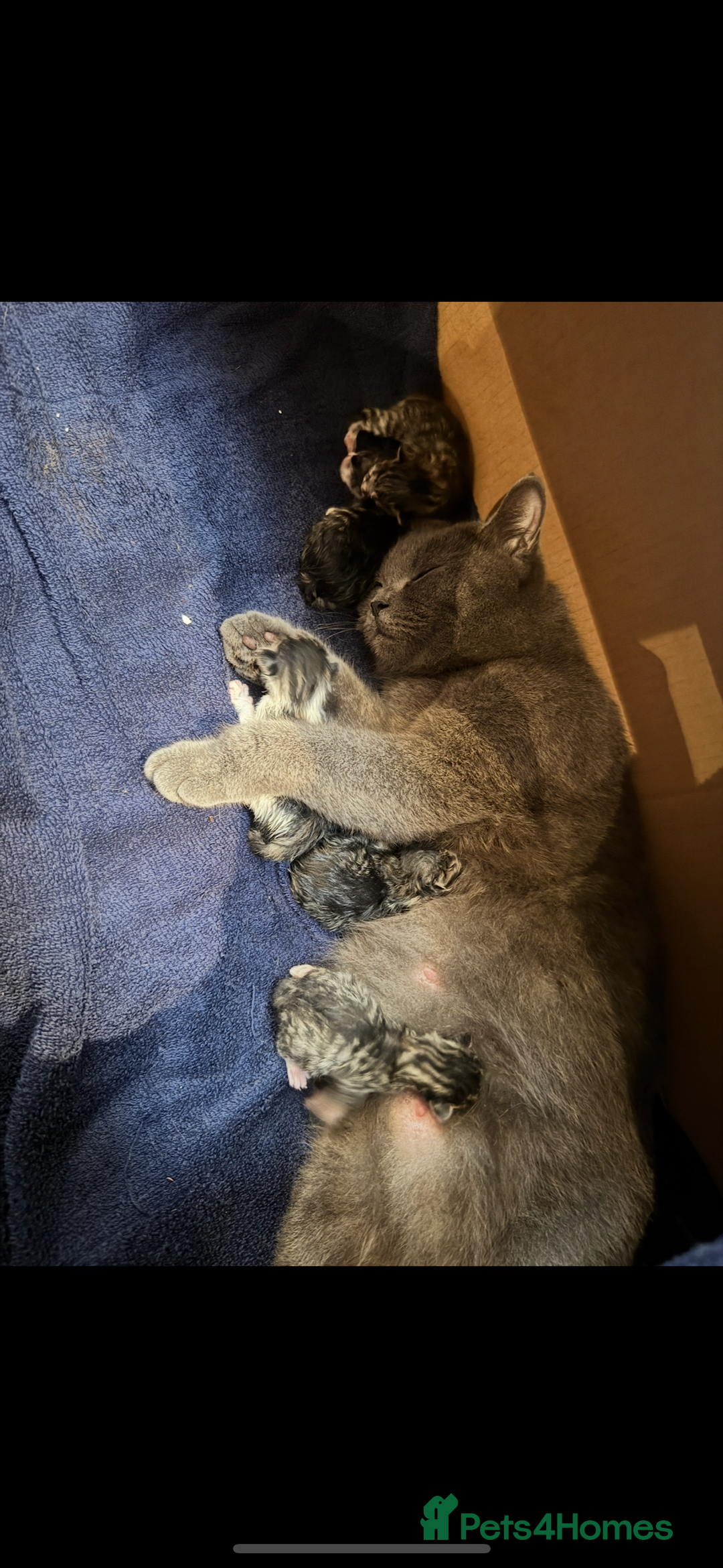 British Shorthair cats for sale: BRITISH BLUE SHORTHAIR X DOMESTIC LONGHAIR  - Image 7