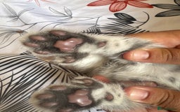 American Shorthair cats for sale: Kittens - Image 9