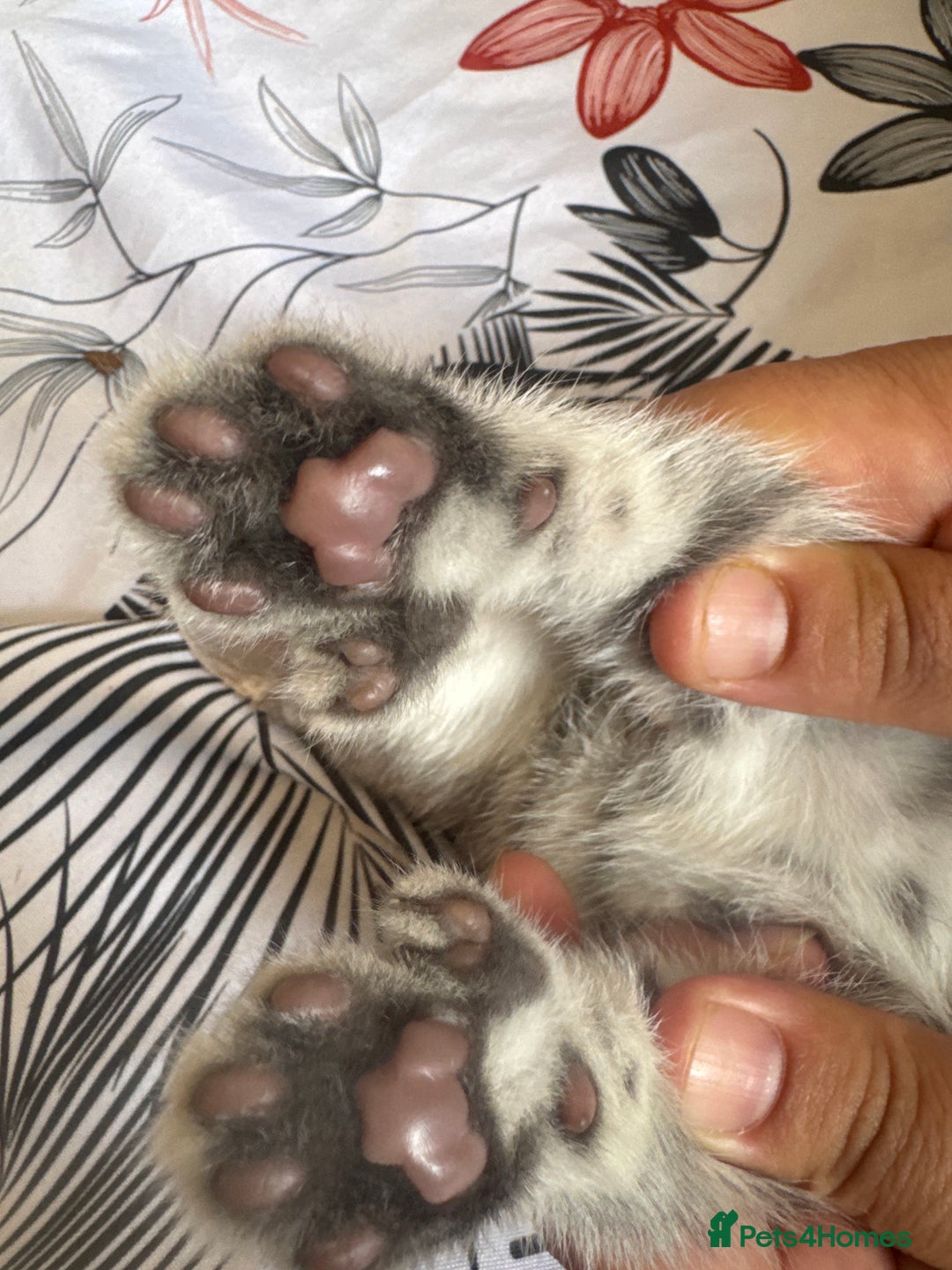 American Shorthair cats for sale: Kittens - Image 9