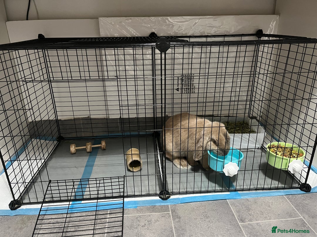 Mini Lop rabbits for sale: Needs rehoming!! - Advert 1