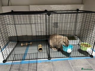 Mini Lop rabbits Needs rehoming!! - Advert 7