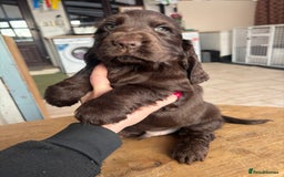 Cocker Spaniel dogs for sale: Show quality pups available  - Image 1