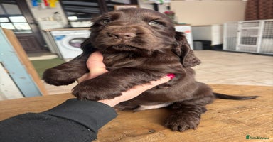 Cocker Spaniel dogs Show ! breeding or pet ! Quality show pups - Advert 14