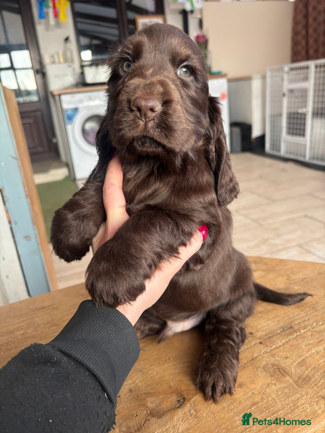 Cocker Spaniel dogs for sale: Show quality pups available  - Image 1