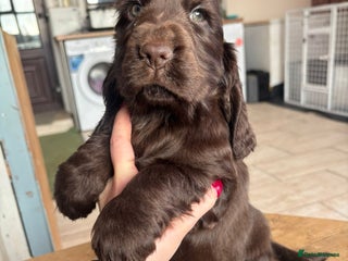 Cocker Spaniel dogs for sale - Advert 2