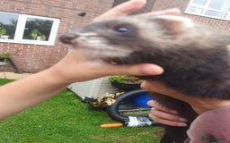 Ferret rodents for sale: Hob ferret  - Image 5