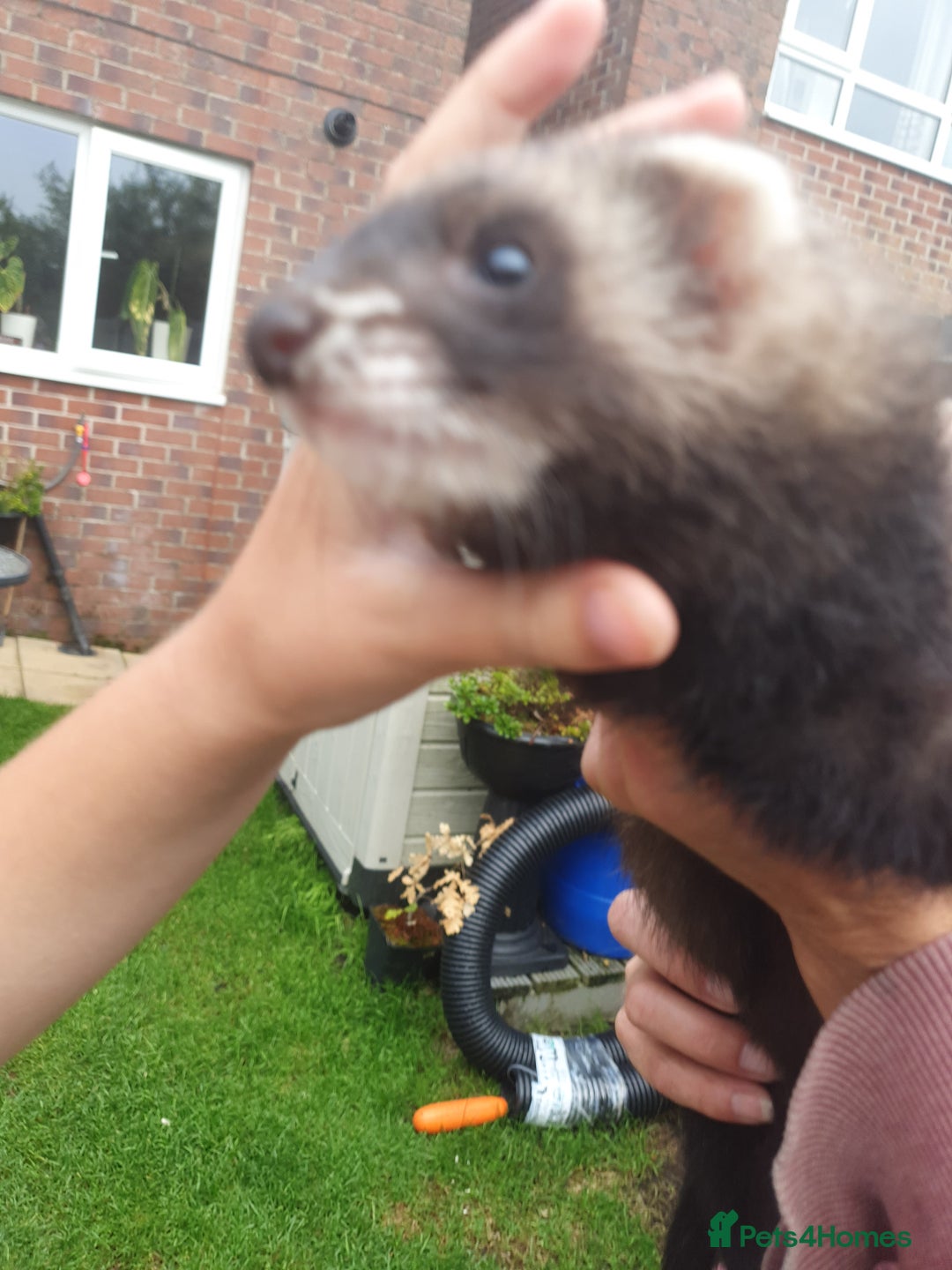 Ferret rodents for sale: Hob ferret  - Image 5
