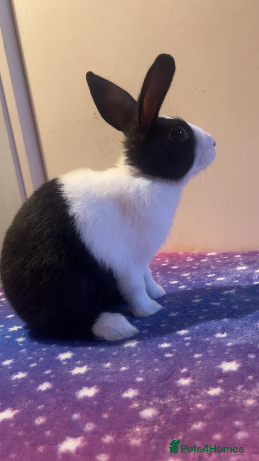 Dutch rabbits for sale: ‼️4 pure bred Dutches ready soon‼️ - Advert 11