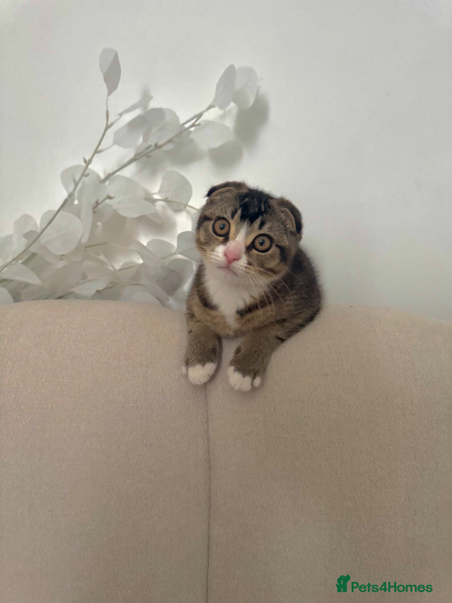 Scottish Fold cats Male Scottish fold  - Advert 1