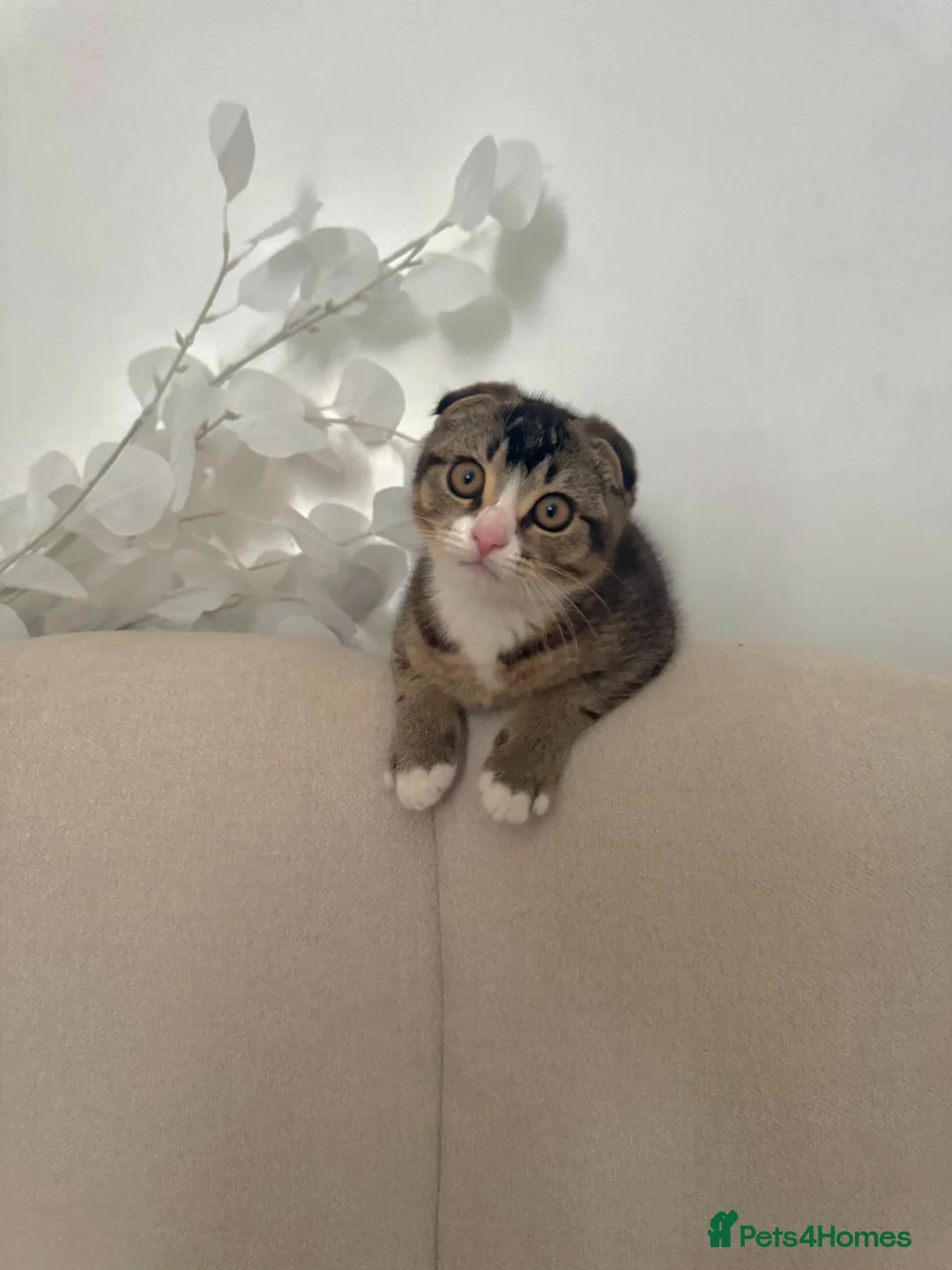Scottish Fold cats for sale: Male Scottish fold  - Advert 1