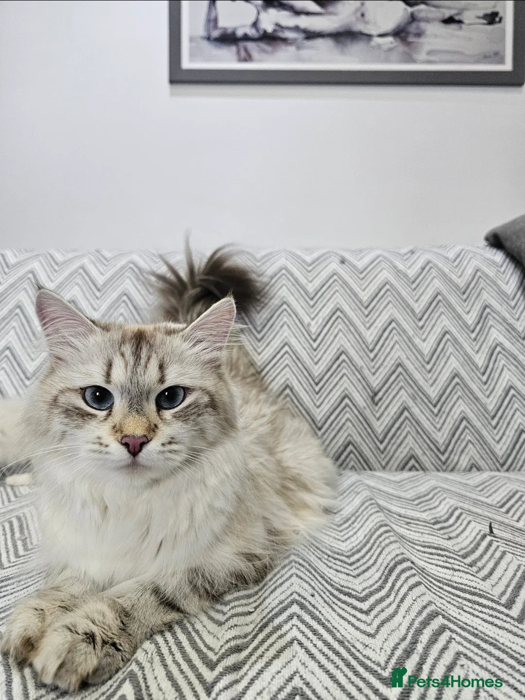 Siberian cats for sale: Retired Queen - Advert 3